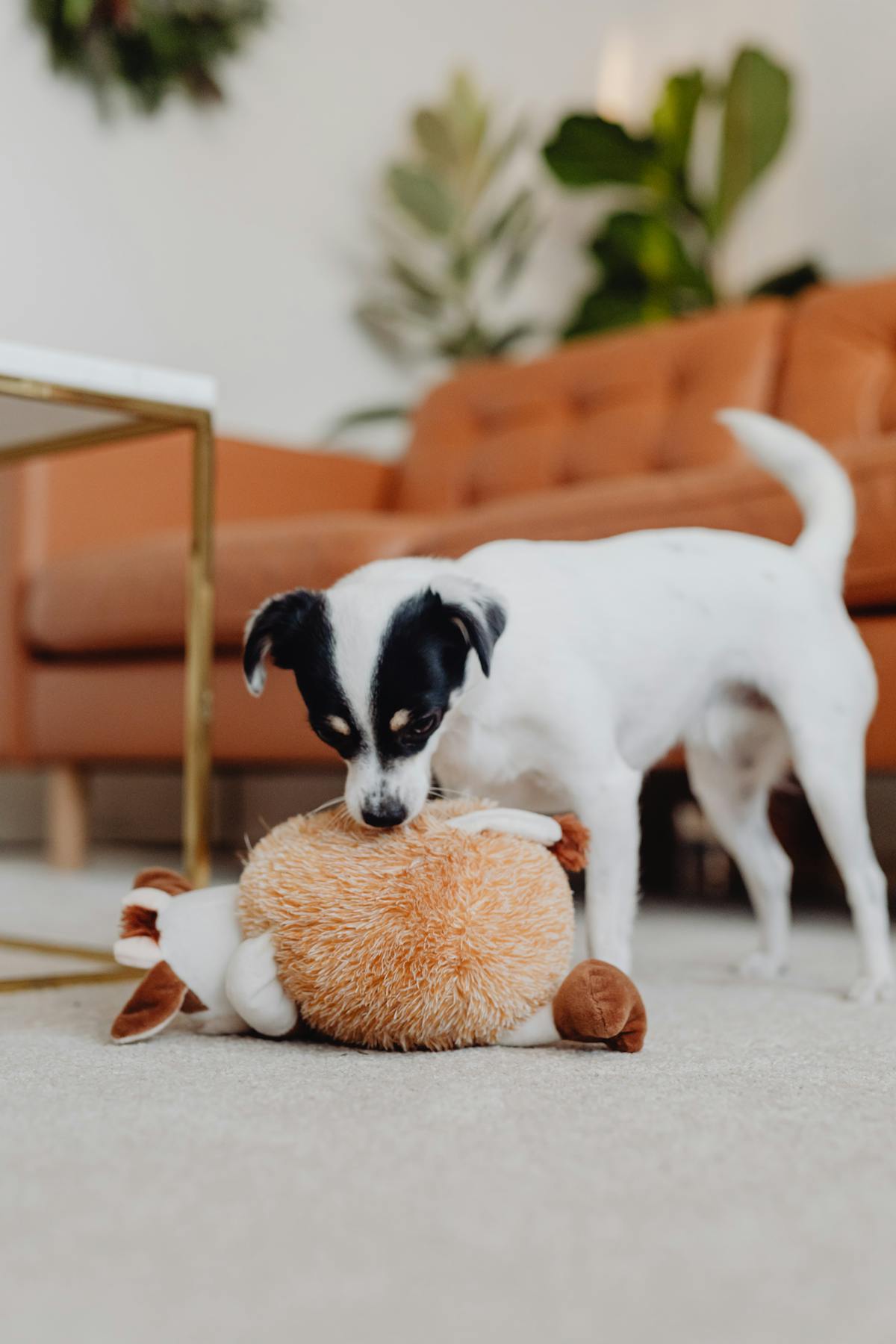 A small dog playing with a plush toy in a living room