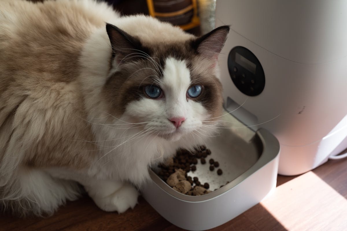 A cat eating from an automatic pet feeder indoors