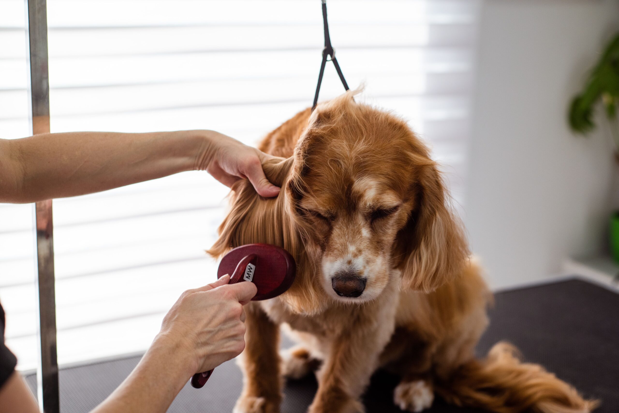 A cocker spaniel receiving gentle grooming care with a clearly visible brush